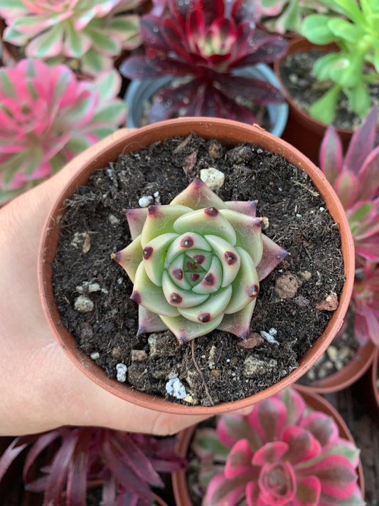 Echeveria "Blue dragon"