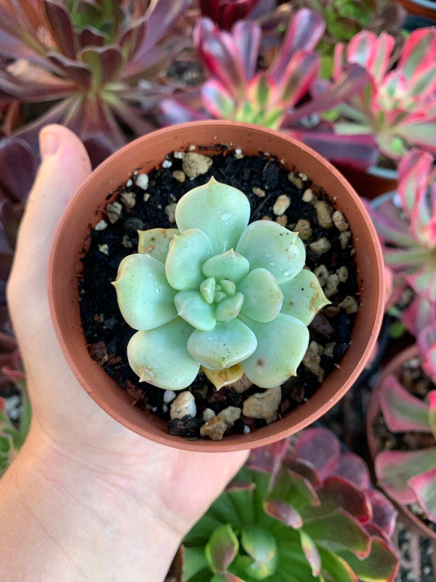 Echeveria "cream puff" Korean