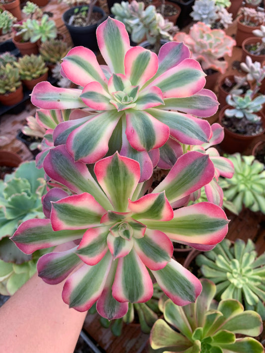 Aeonium "Pink Witch" cluster variegado