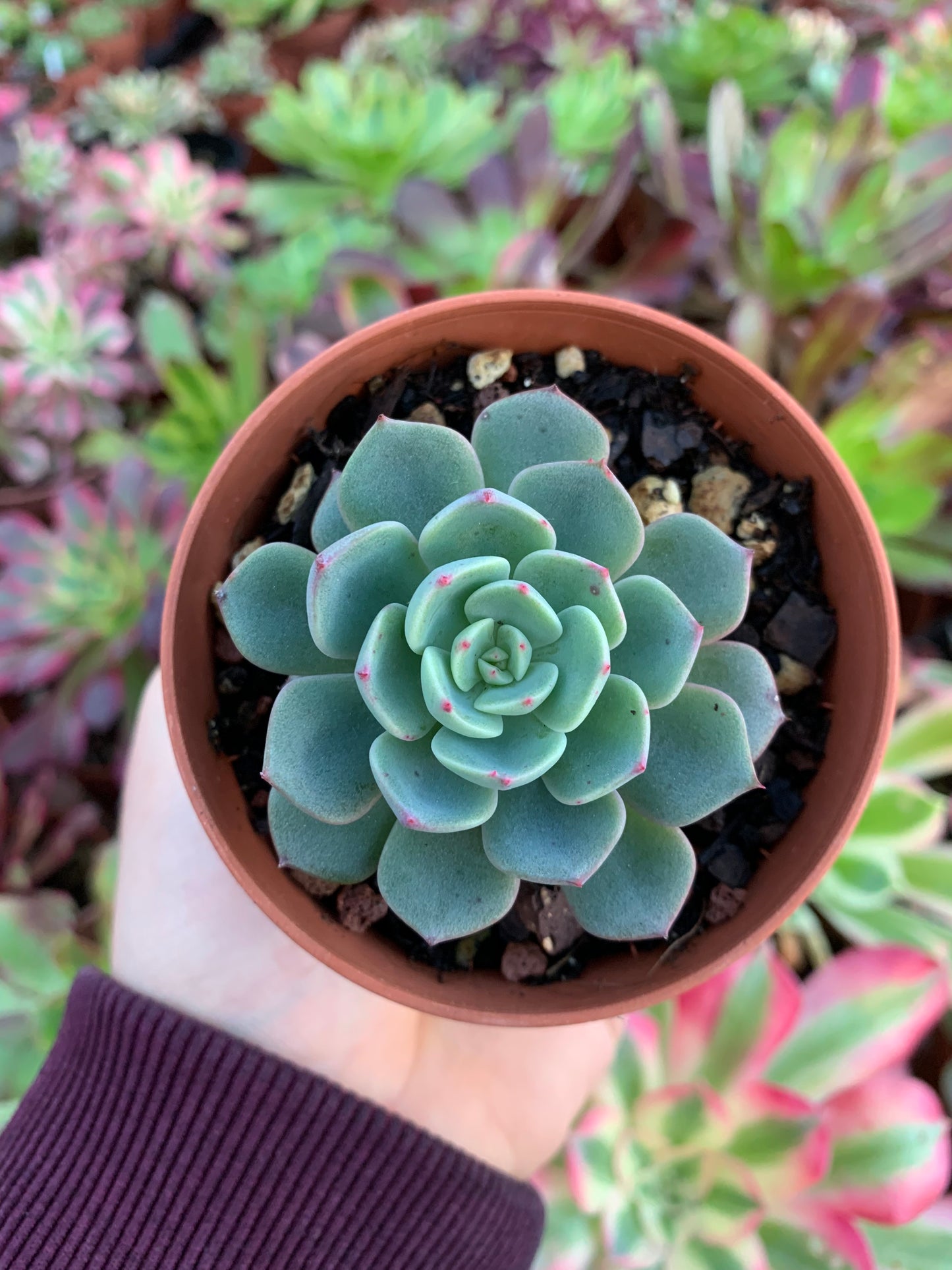 Echeveria "Sitifukumiama"