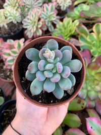 Pachyveria "Pachyphytoides" Walth Korean