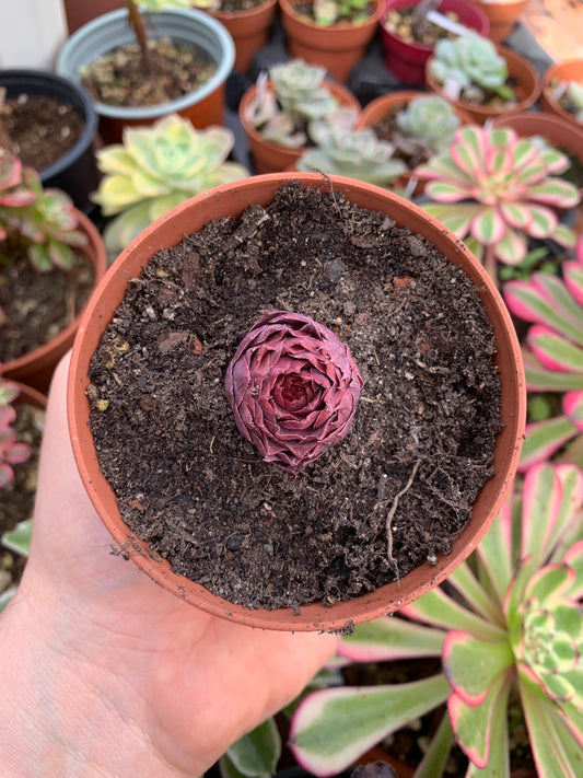 Echeveria "Goldpaisoi" Korean