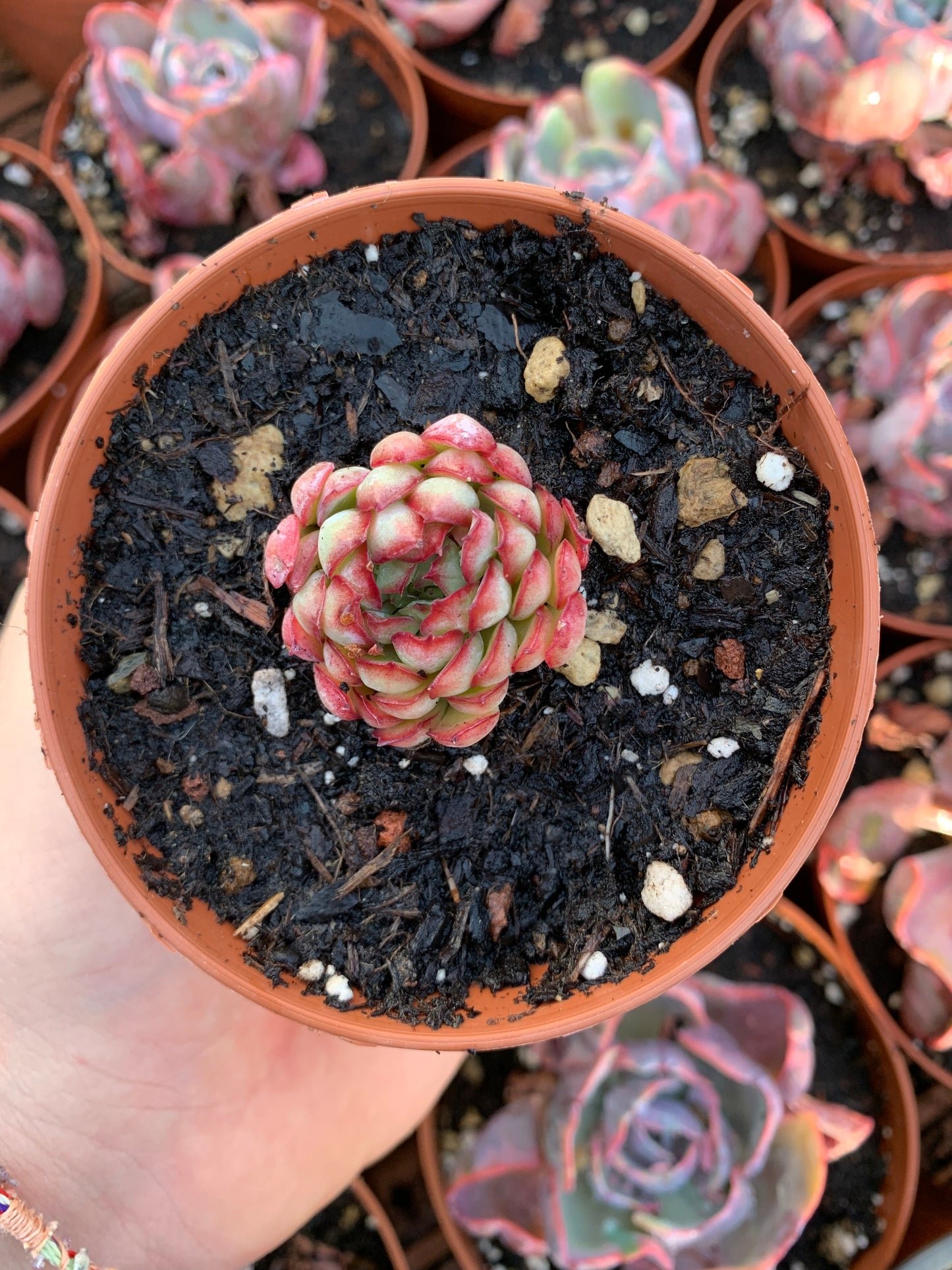 Echeveria "Dream Rose"