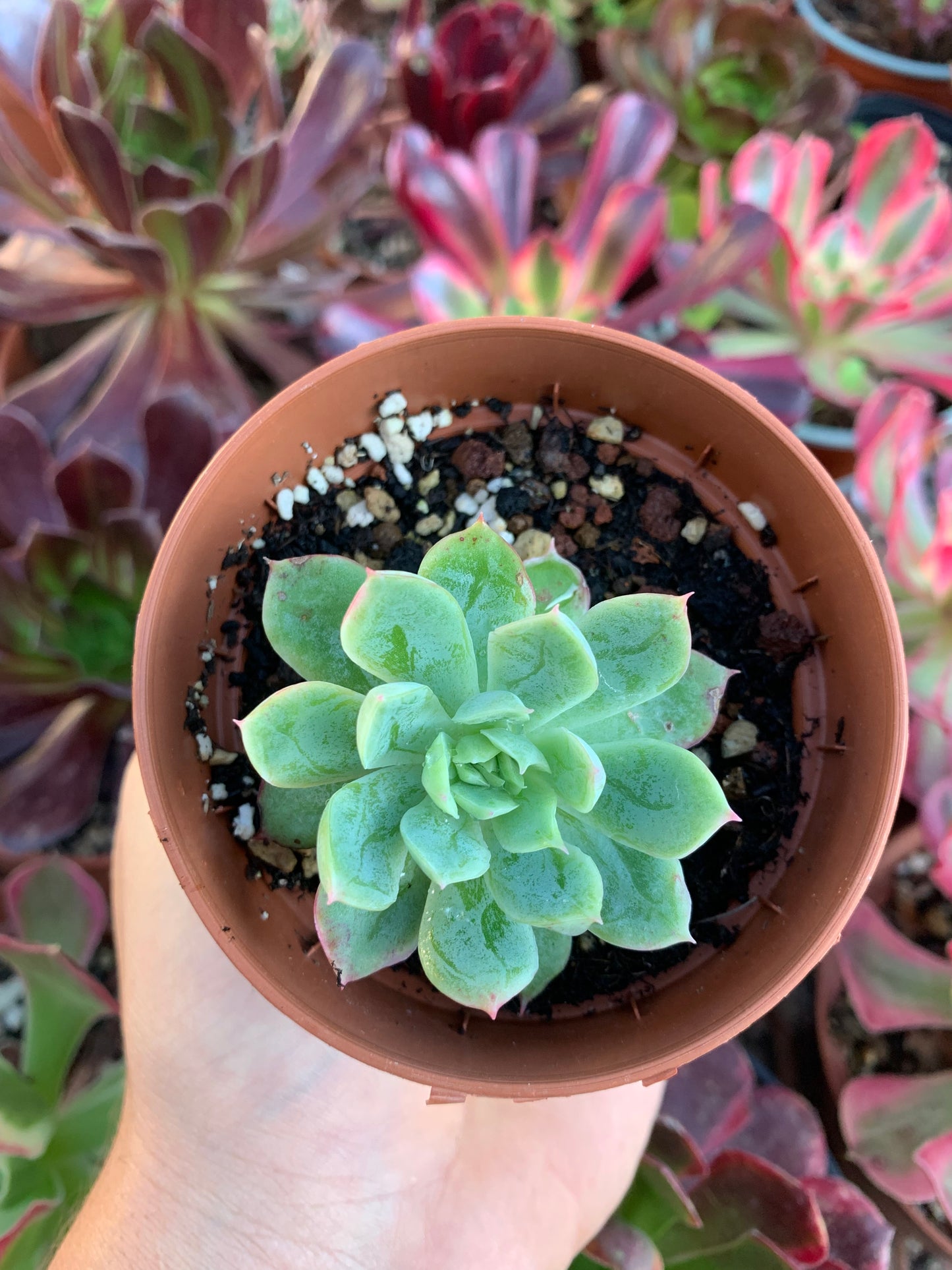 Echeveria "bradburiana"  Korean