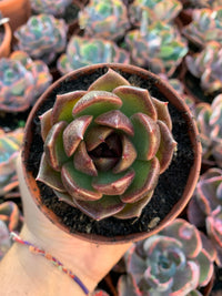 Echeveria "red face" Korean