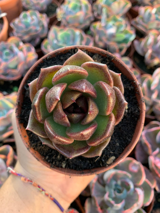 Echeveria "red face" Korean