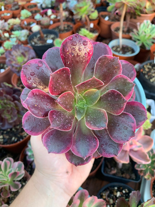 Aeonium "cornish rose" cv anna  variegado