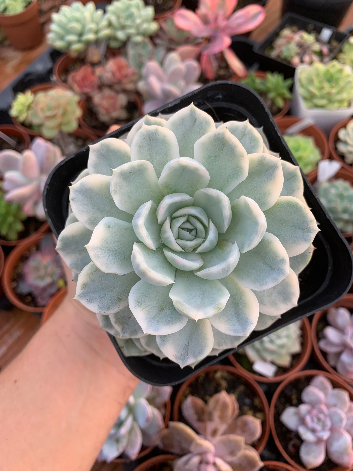 Echeveria "Mexican snow ball'' variegada  Korean (copia)