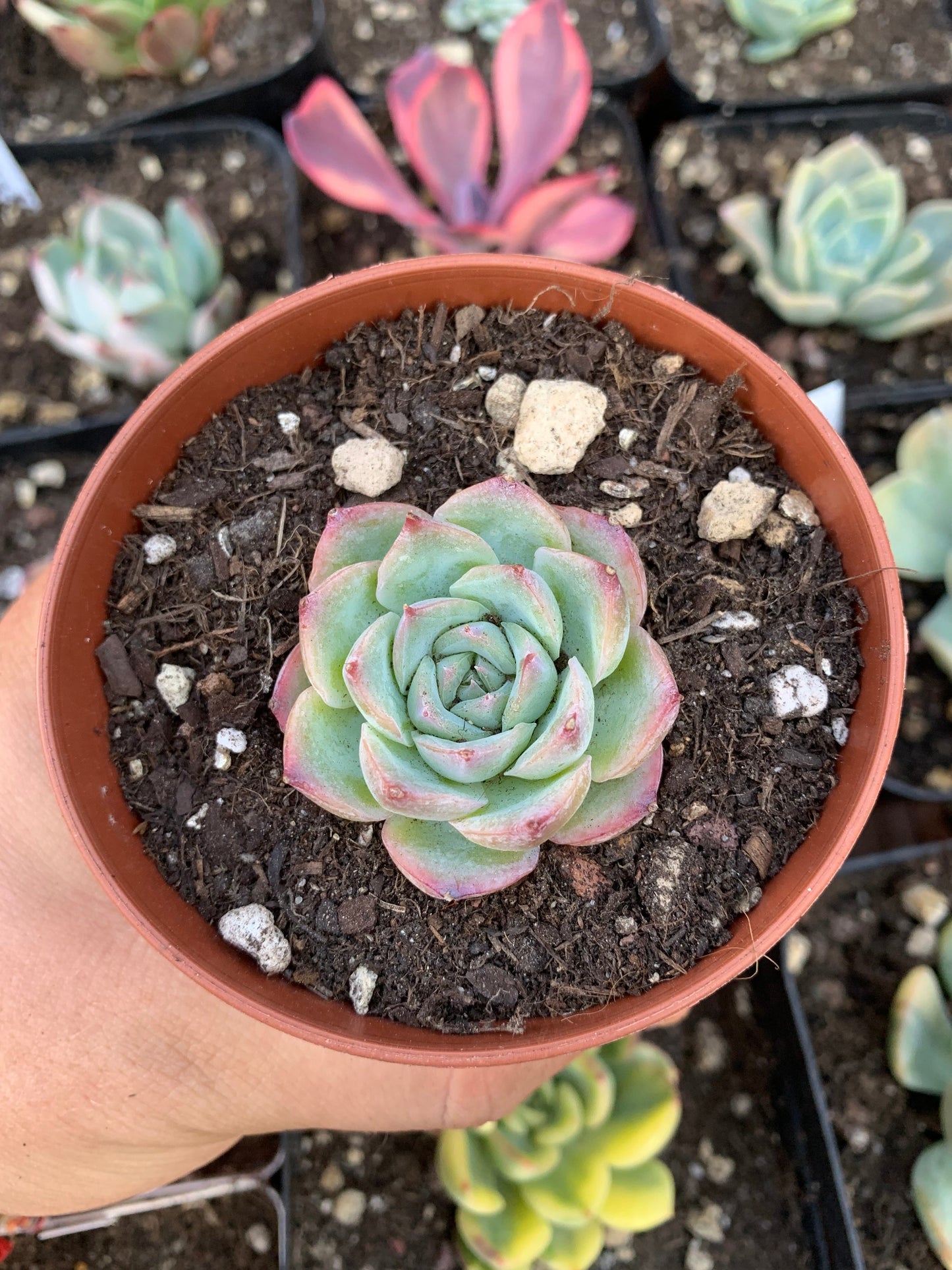 Echeveria "silhouette" Korean by Chang Won farm