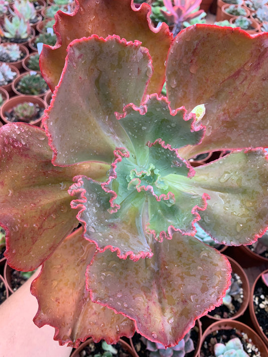 Echeveria "diamond state"