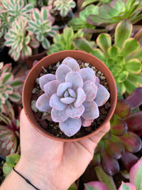 Echeveria laui