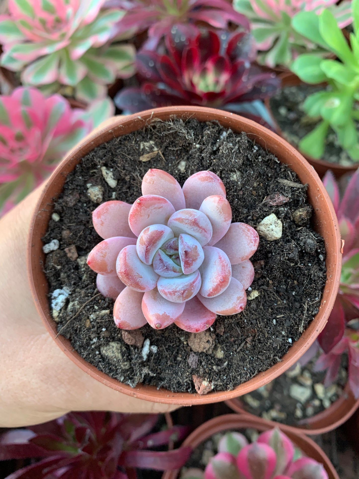 Echeveria "Snow Star"