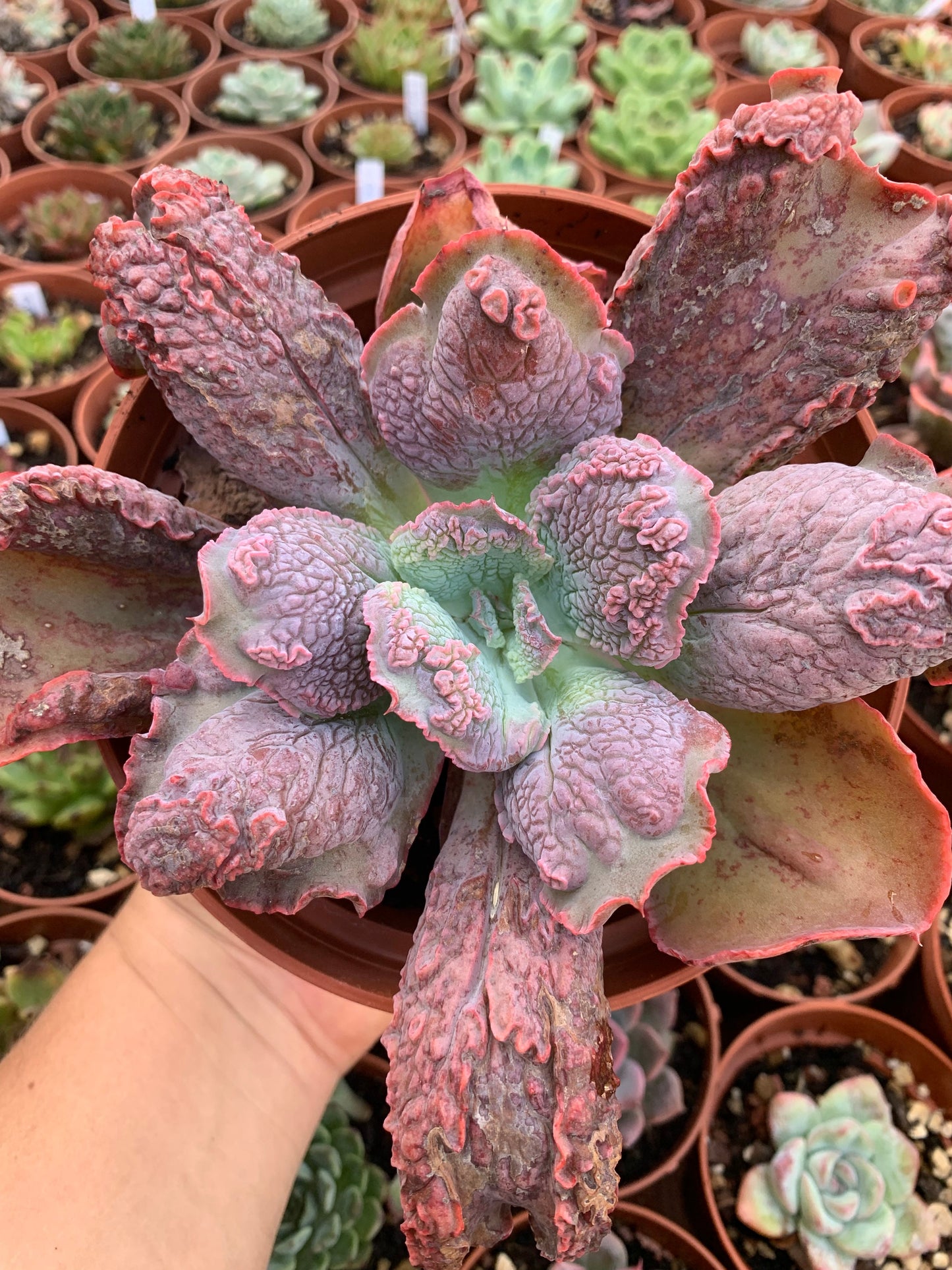 Echeveria "linguas" by Dick Wright