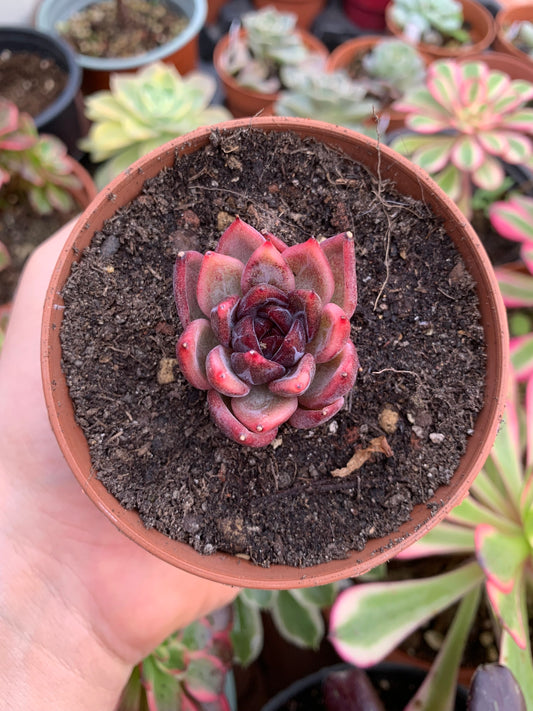 Echeveria "Nike" Korean