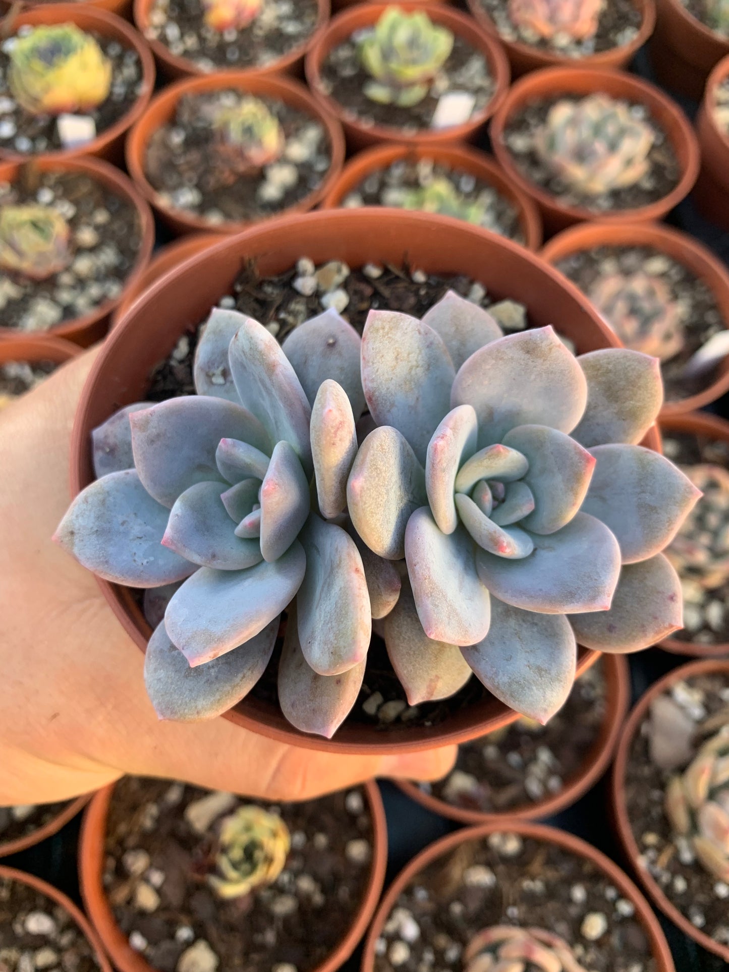 Echeveria "Missing You" coreano di Air Magic