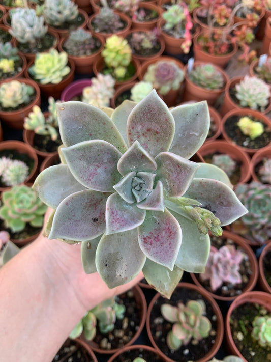 Graptopetalum Paraguayense