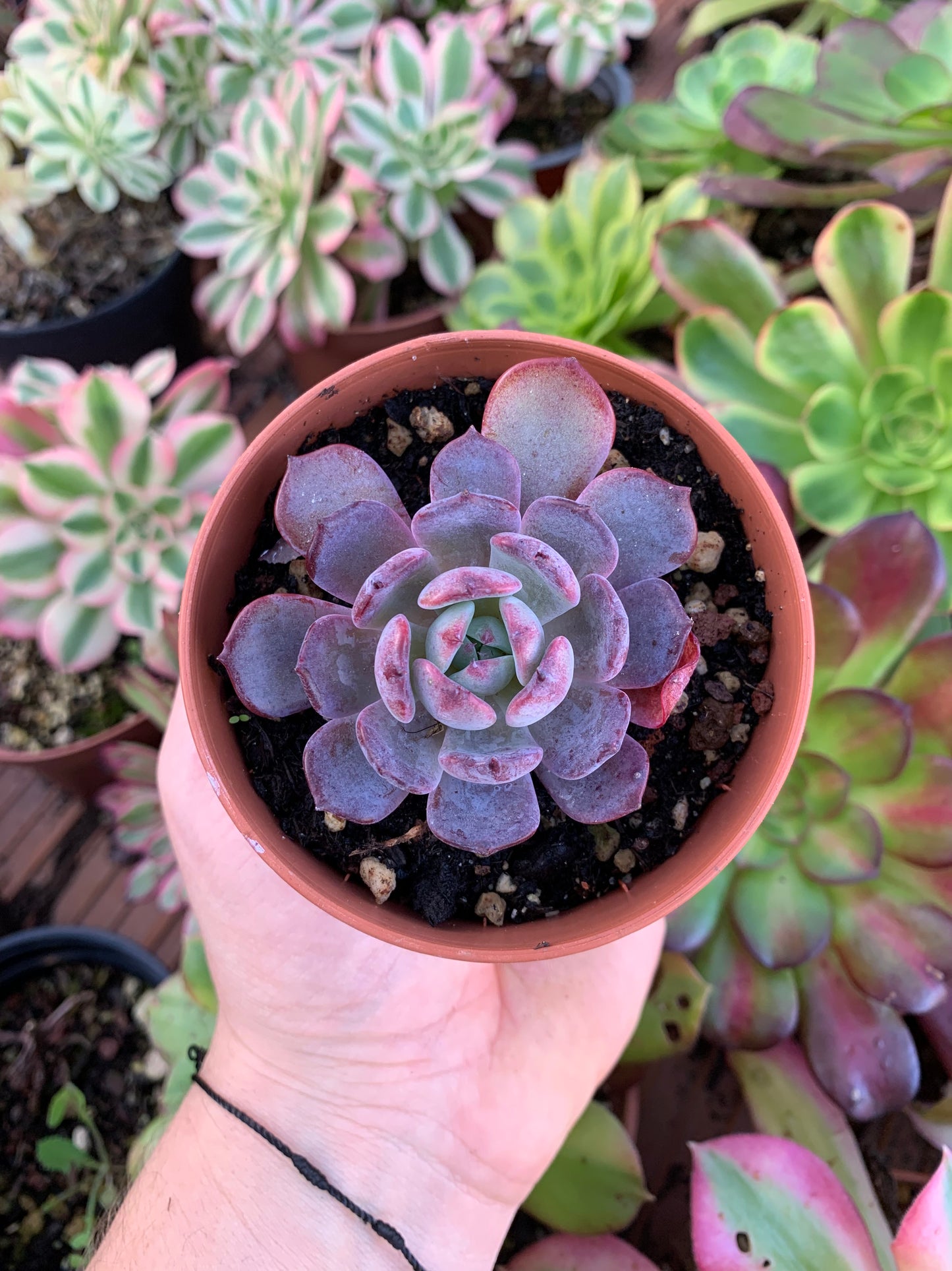 Echeveria „Regenbogengöttin“ Koreanisch