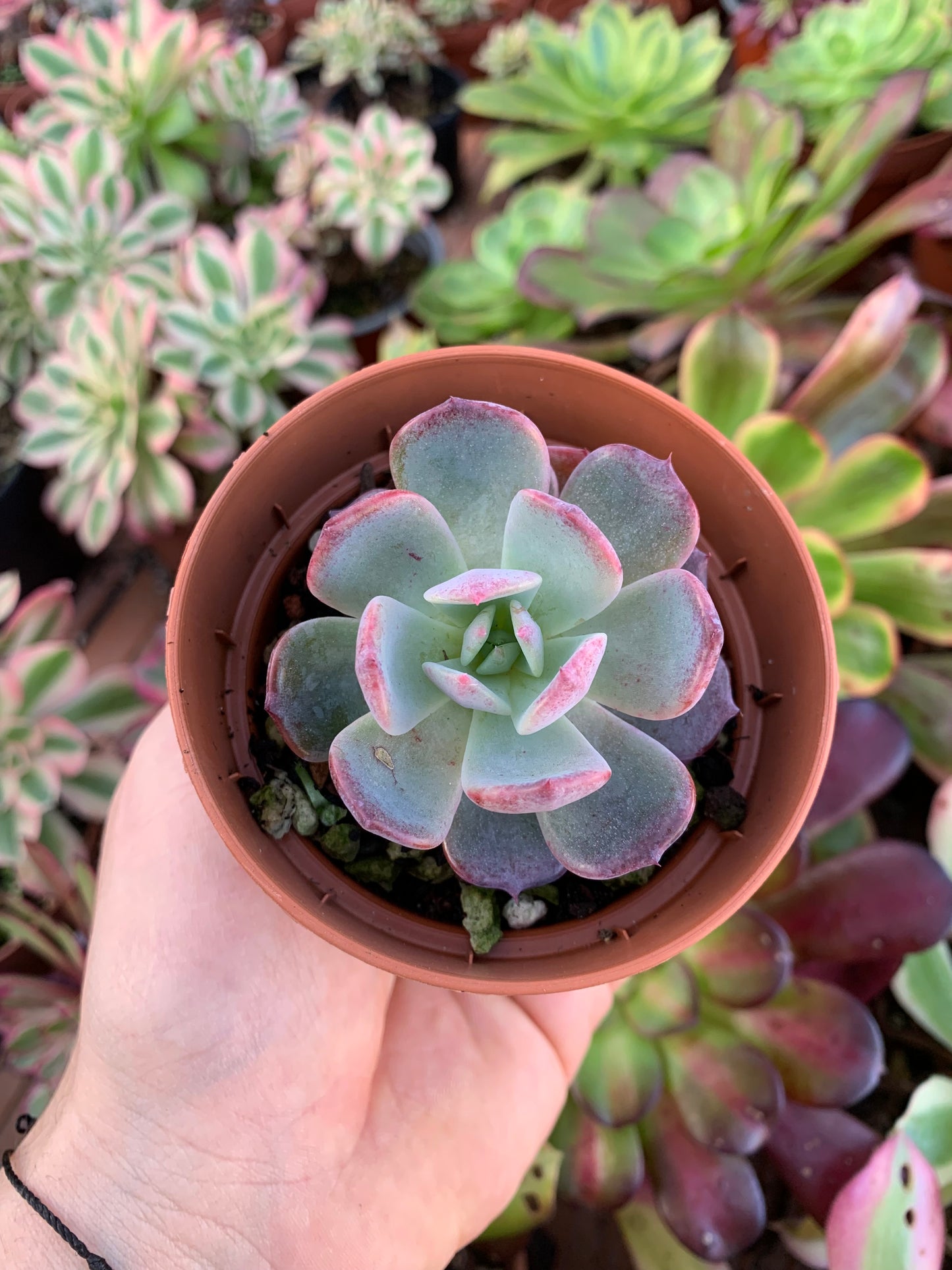 Echeveria "Rainbow Goddess" Korean