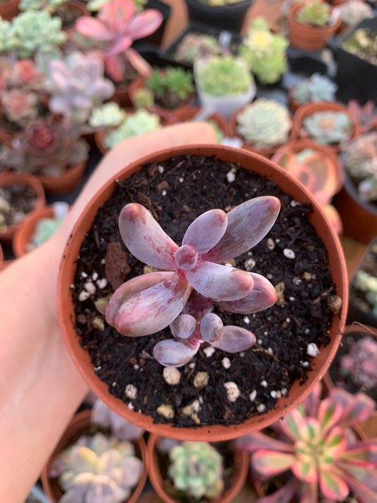 Echeveria "Tango" variegated Korean