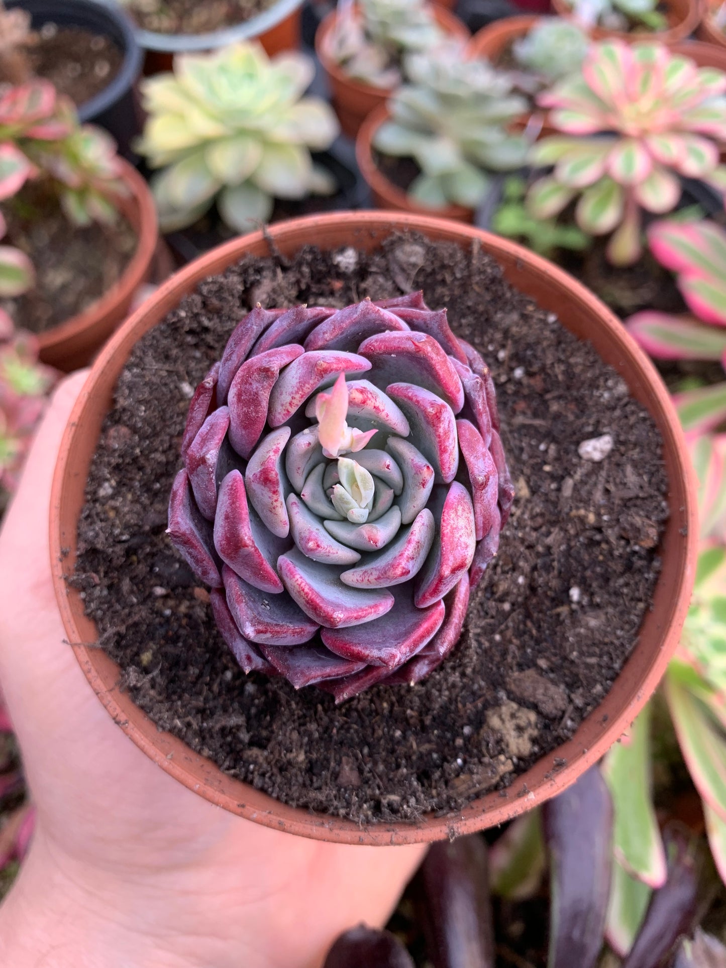 Echeveria "Nicole" coreano