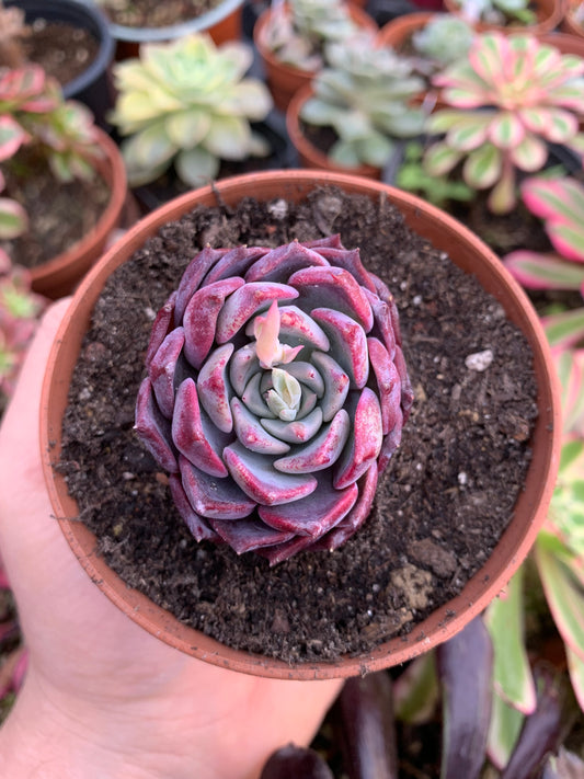 Echeveria "Nicole" coreano