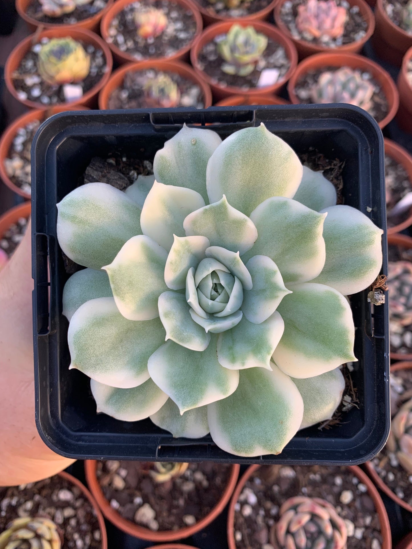 Echeverias ''Onslow'' variegada korea