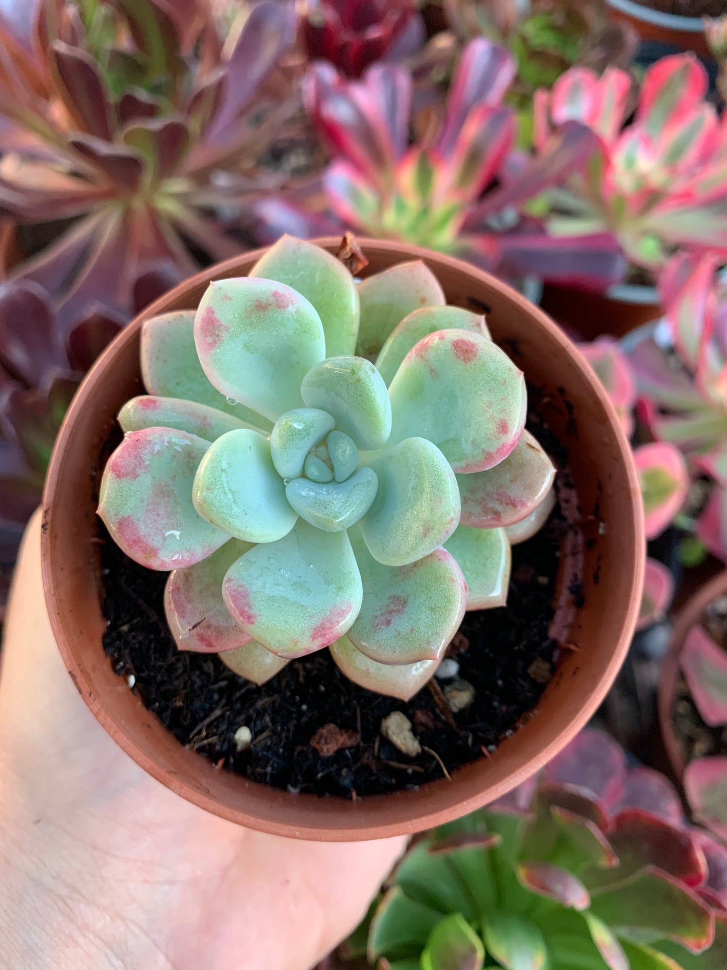 Echeveria "spotted deer"