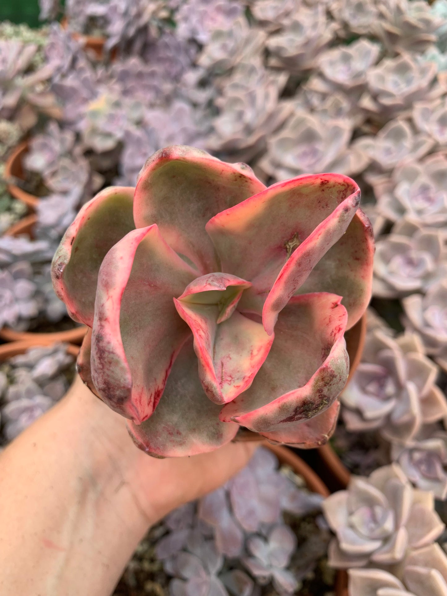 Echeveria "golden state" variegada Korea