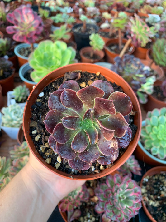 Aeonium "Super Bang" variegado