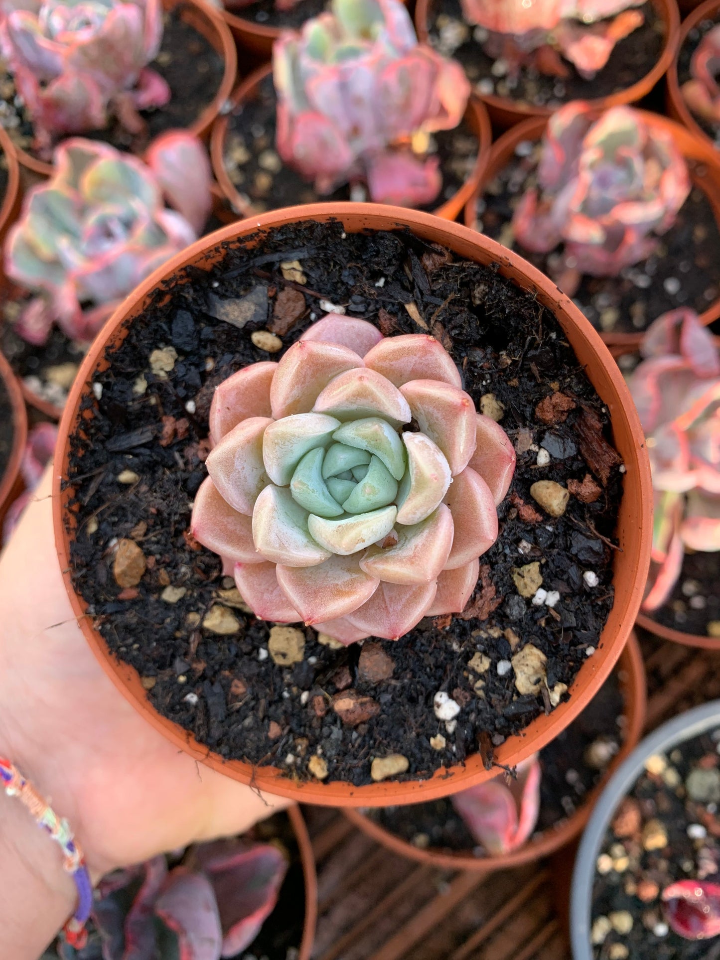 Echeveria  "pink spot"