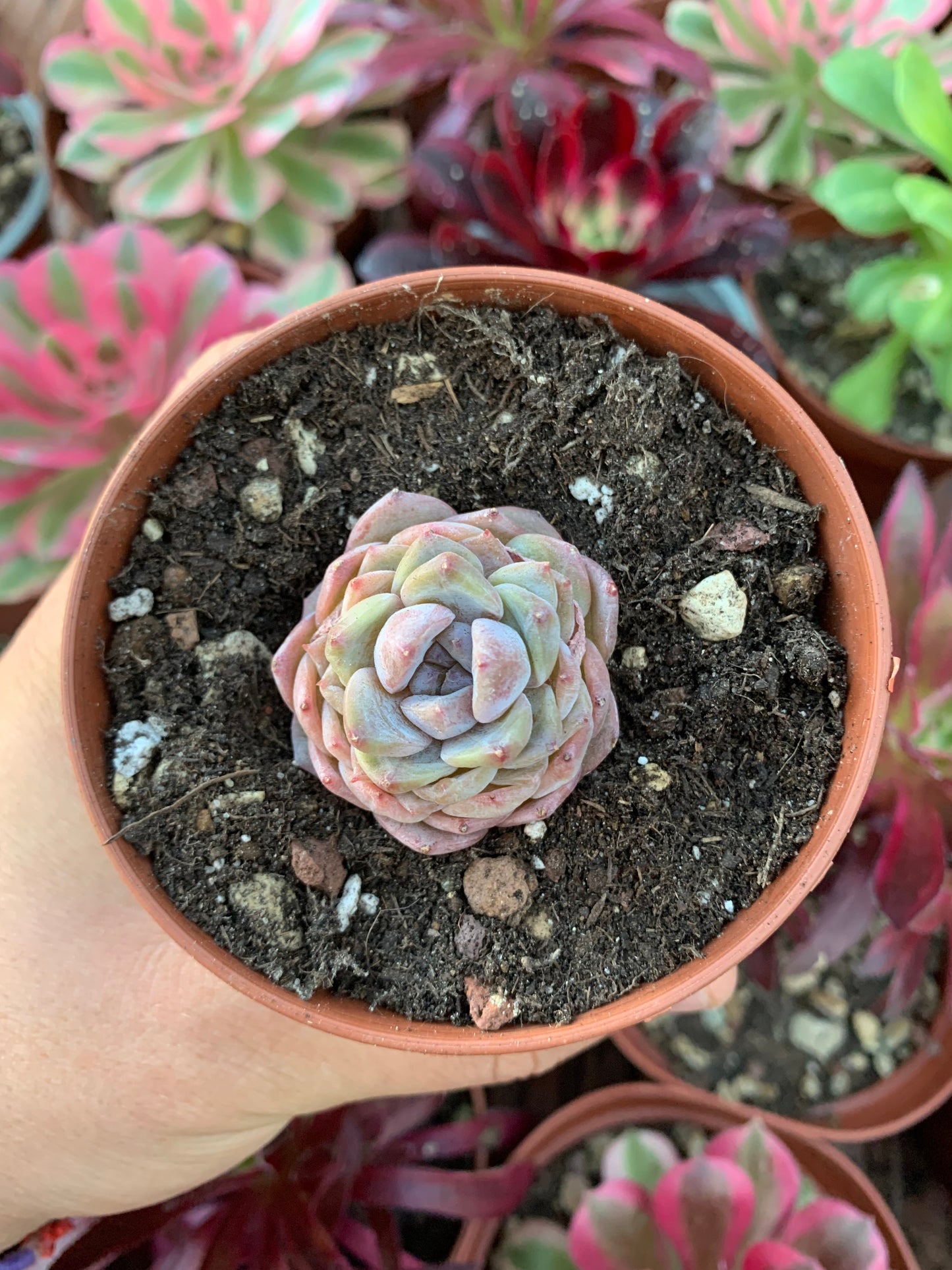 Echeveria "Ice Grape"