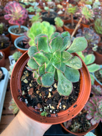 Aeonium "Red Edge" variegado