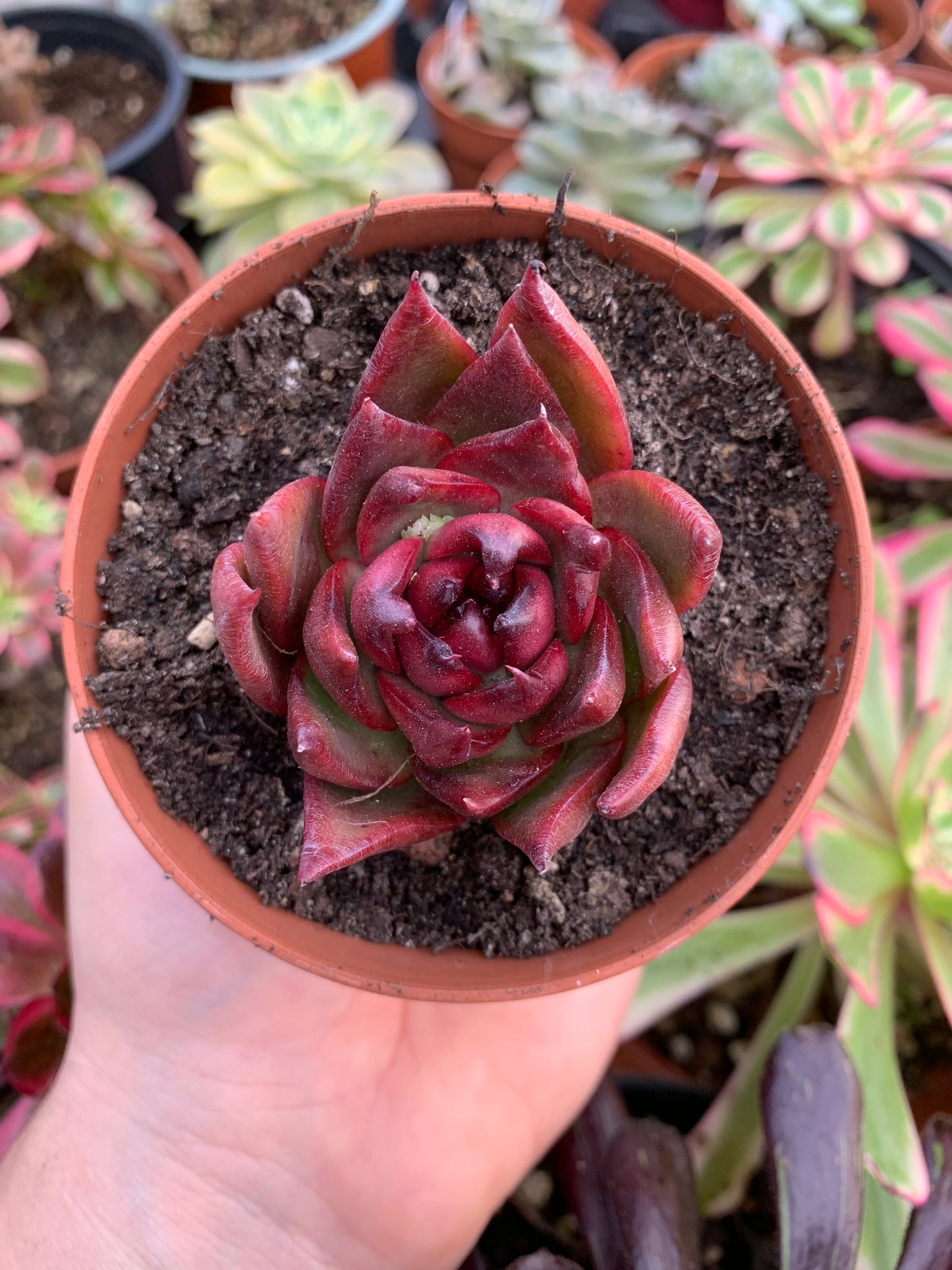 Echeveria "Red Sky" Korean