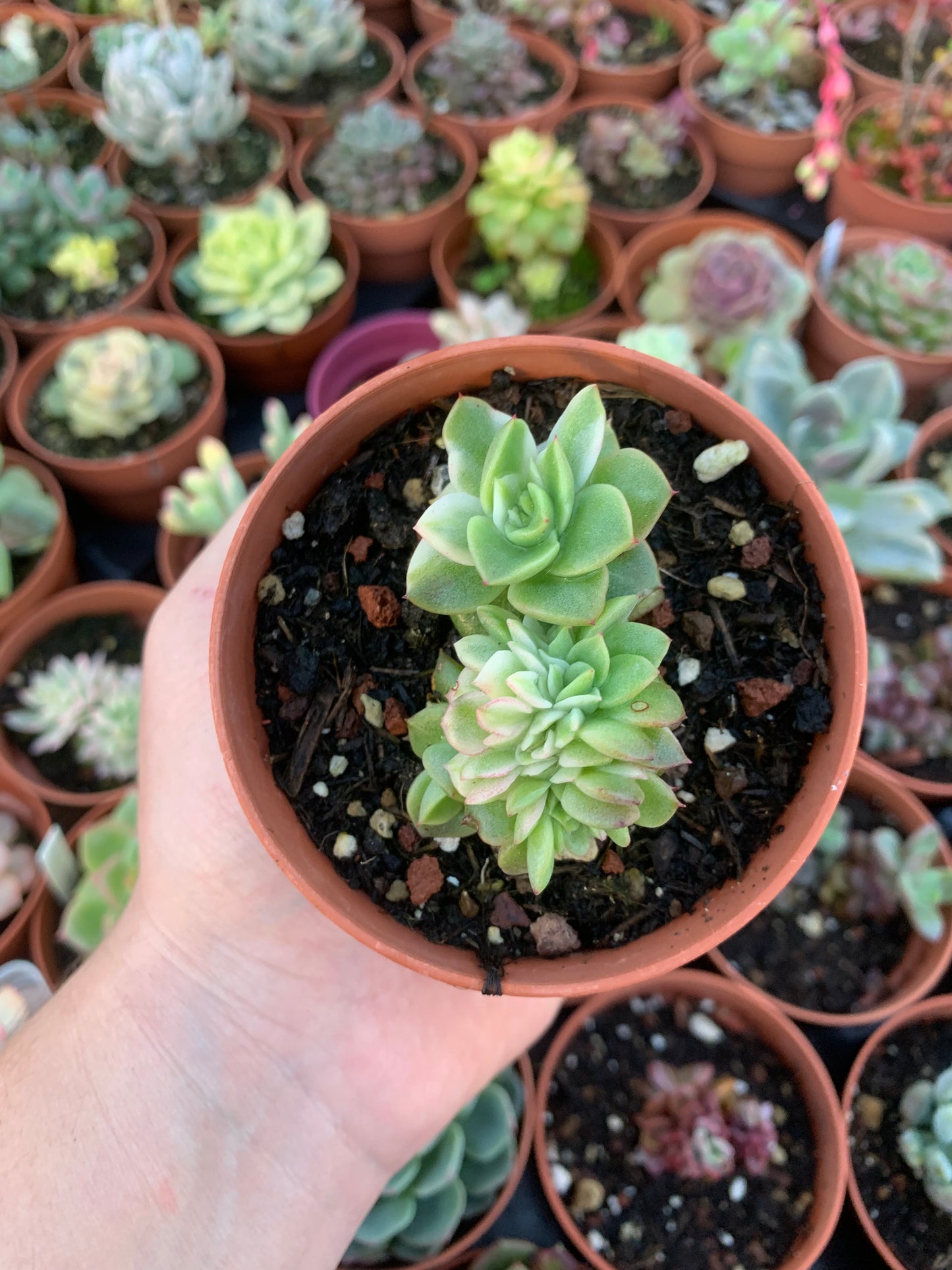 Graptosedum "Bronze" Crestado Variegado Korean