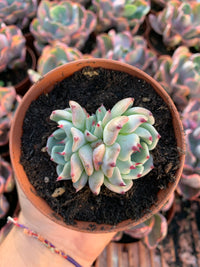 Echeveria "Arcane" Korean by Chang Won farm