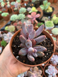 Echeveria "Tango" variegated Korean