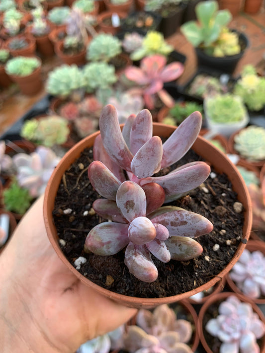 Echeveria "Tango" variegated Korean