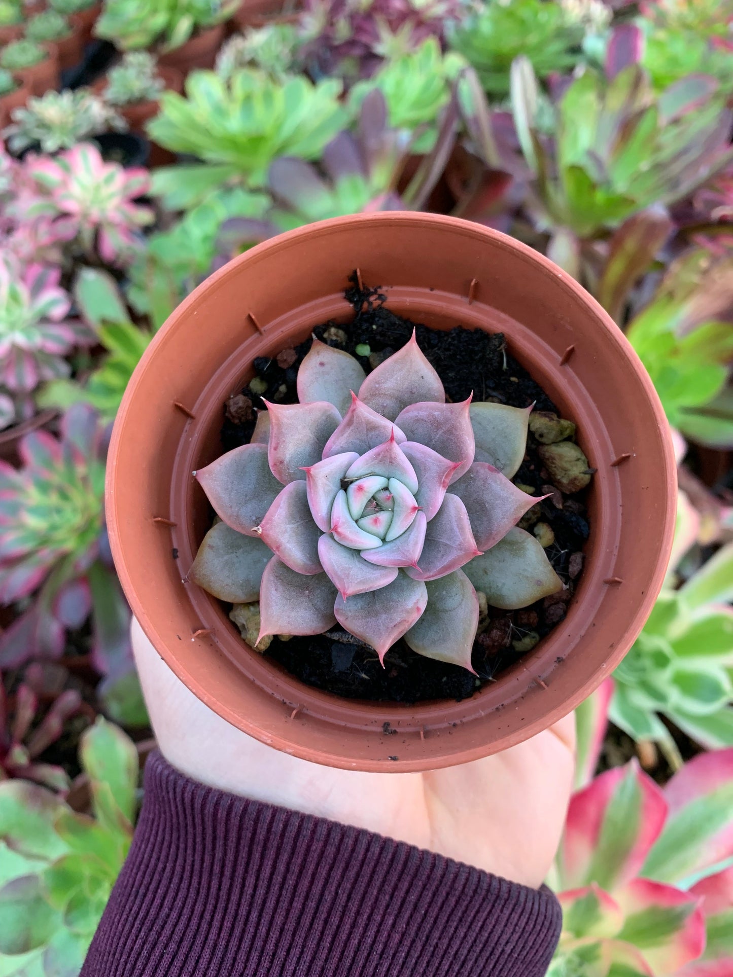 Echeveria "a-pink" (E. "Moss" hybrid selected) Korean by ChangHee