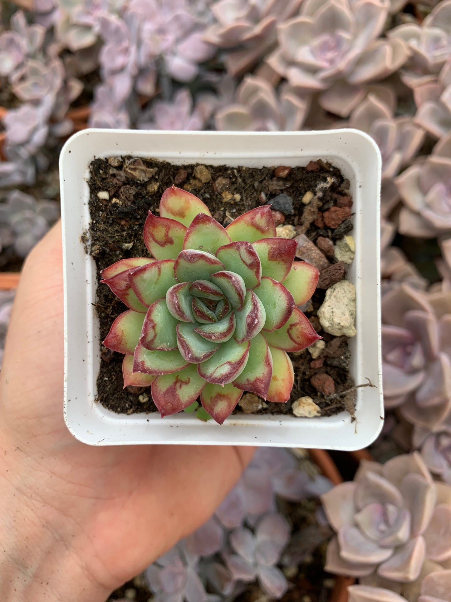 Echeveria "Sugar Heart Velvet"