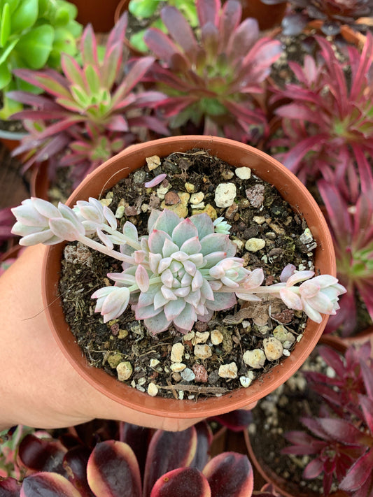 Echeveria prolifica variegada Korean