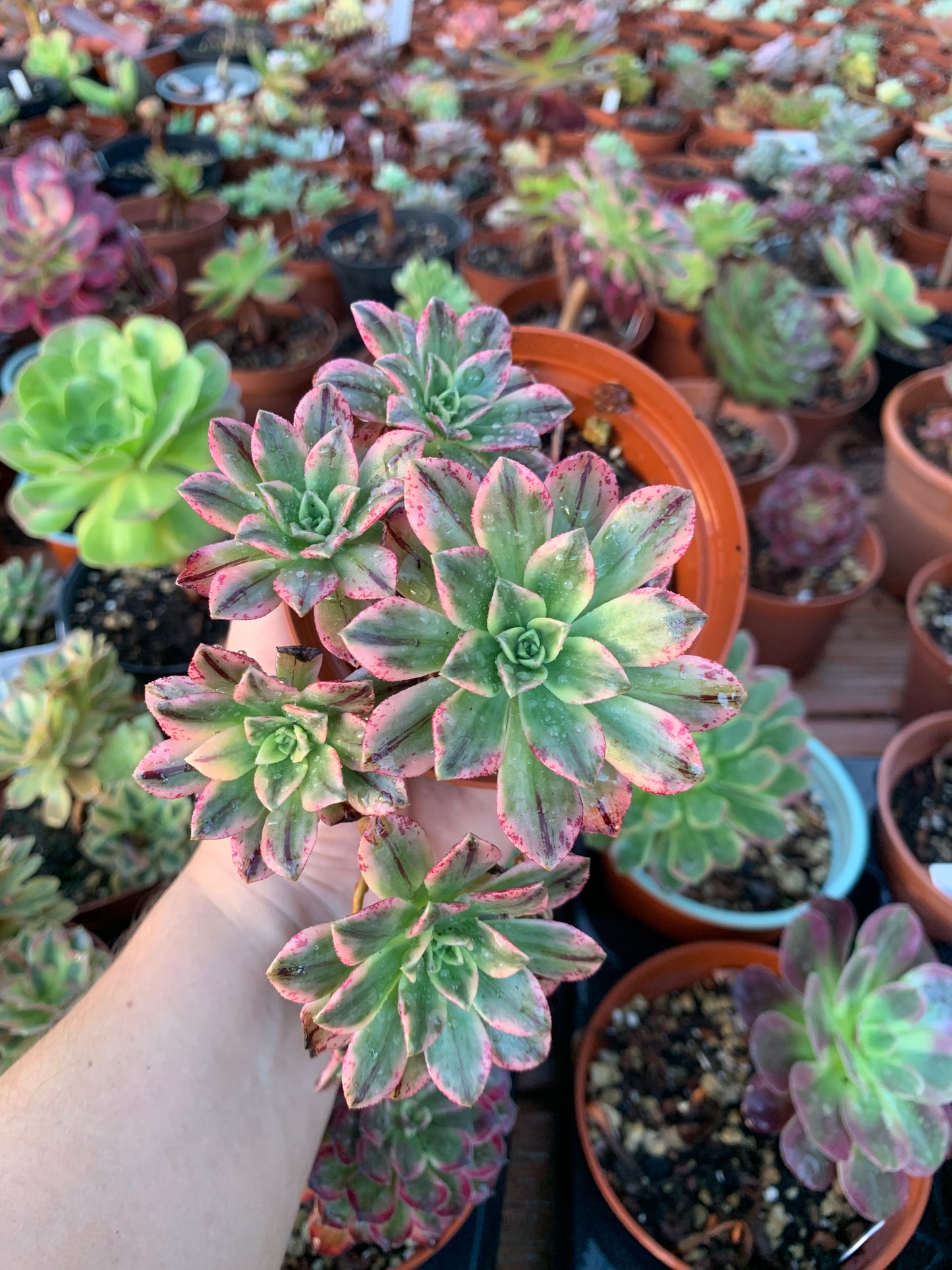 Aeonium "Tea Cup" variegated cluster