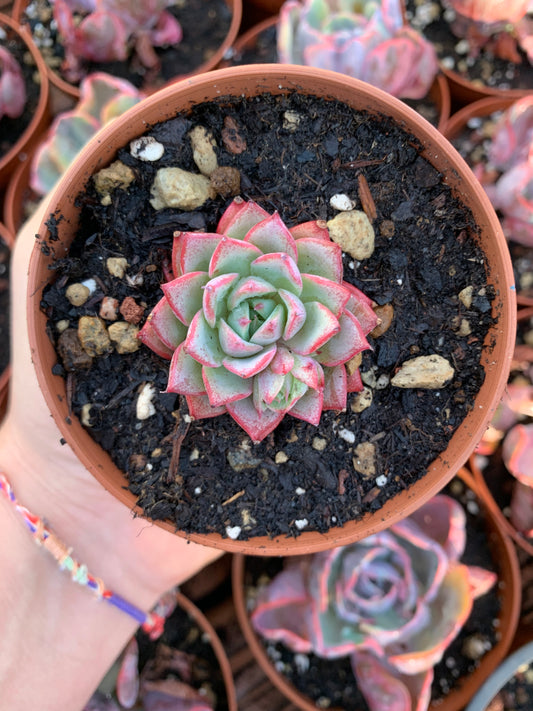 Echeveria  "Linjie"