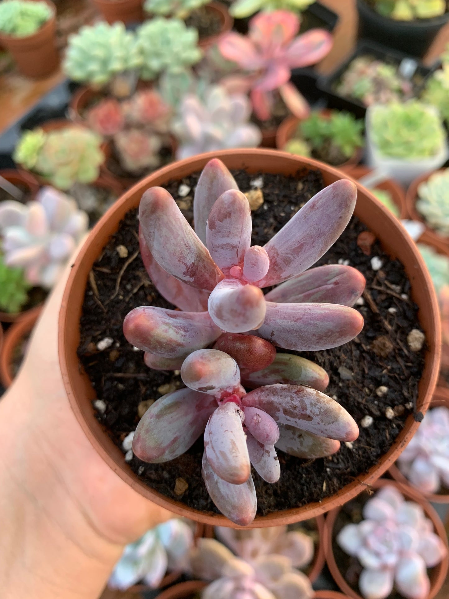 Echeveria "Tango" variegated Korean