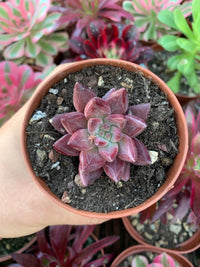 Echeveria "Red Soul"