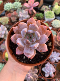 Echeveria "Pine Rose" Coréen