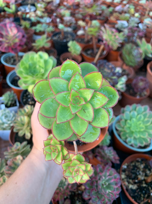 Aeonium "Red Edge"