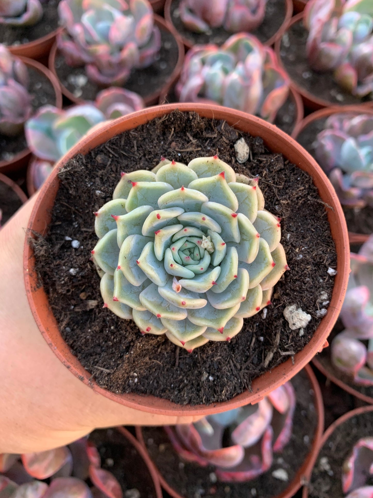 Echeveria "Leo Hart" Korean