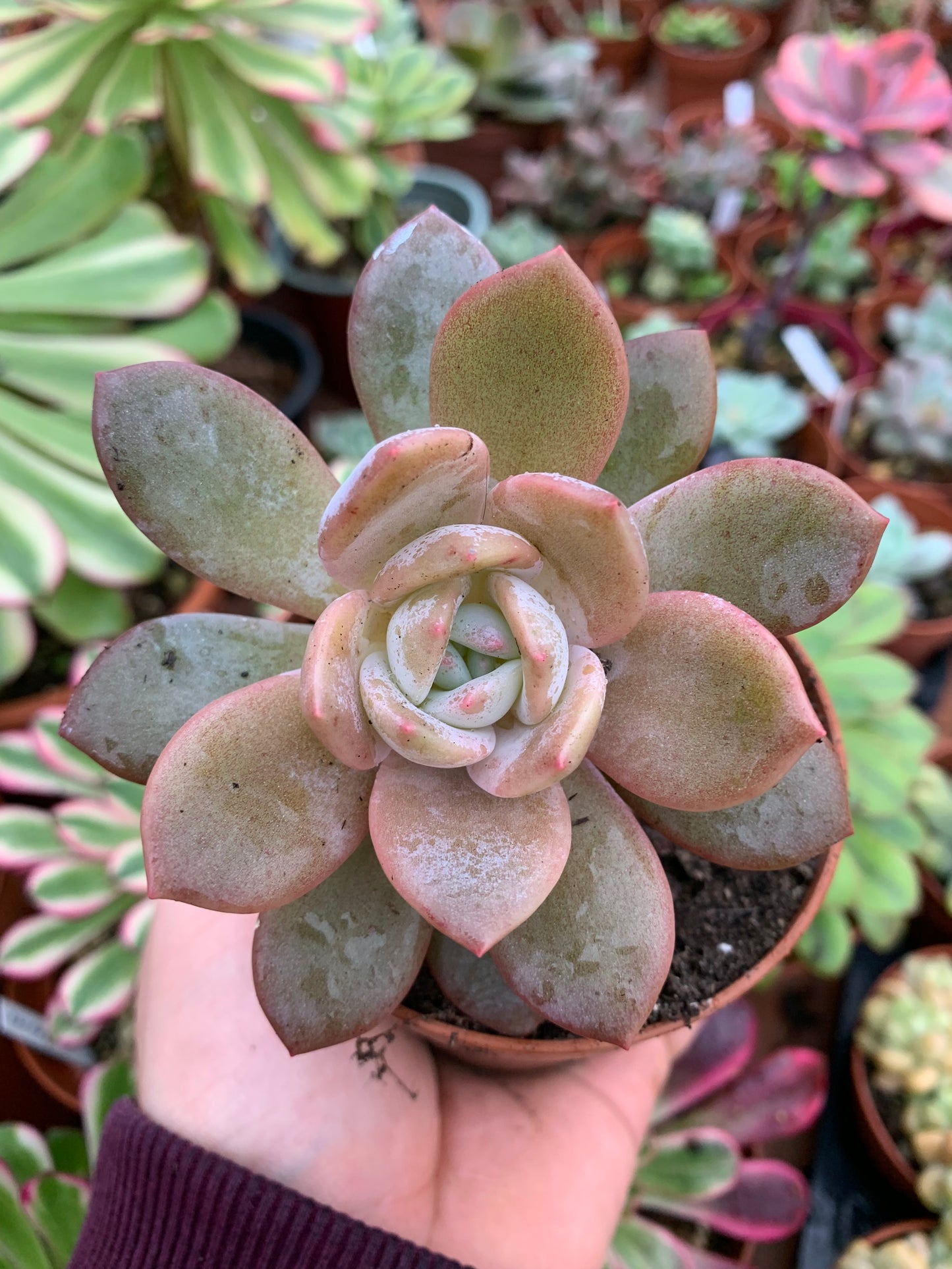 Echeveria "La Bamba" (E. laui x E. "Bambino) Korean