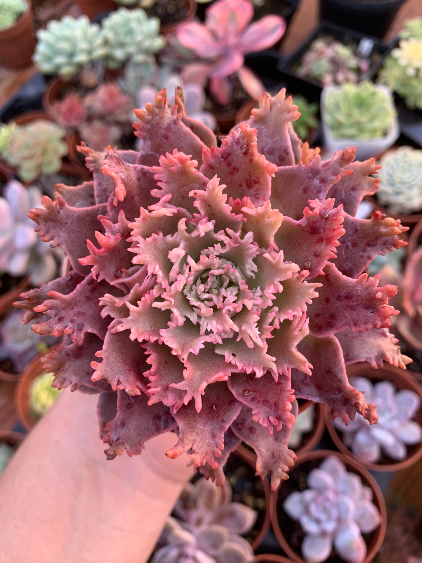 Graptoveria "Harry Watson" coréen