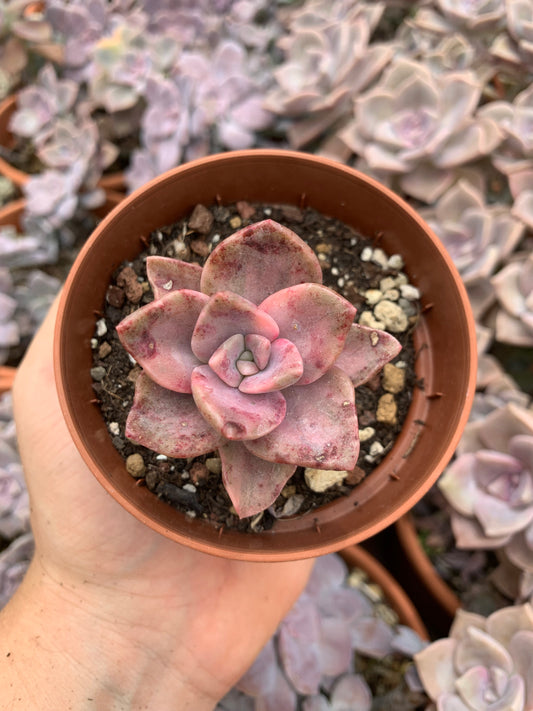 Graptoveria "Bainessi" variegada Korean